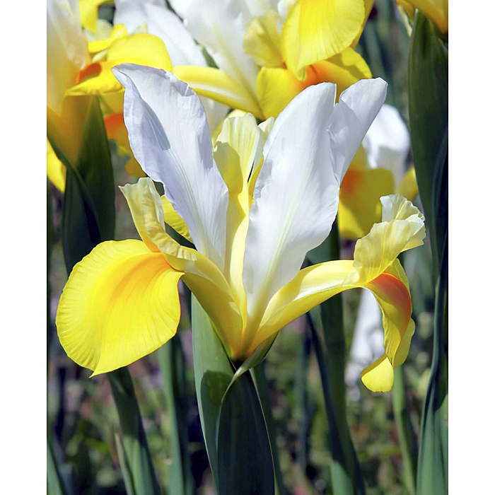 Ирис голландский Симфони 1шт (КолЛайн) 10шт/уп