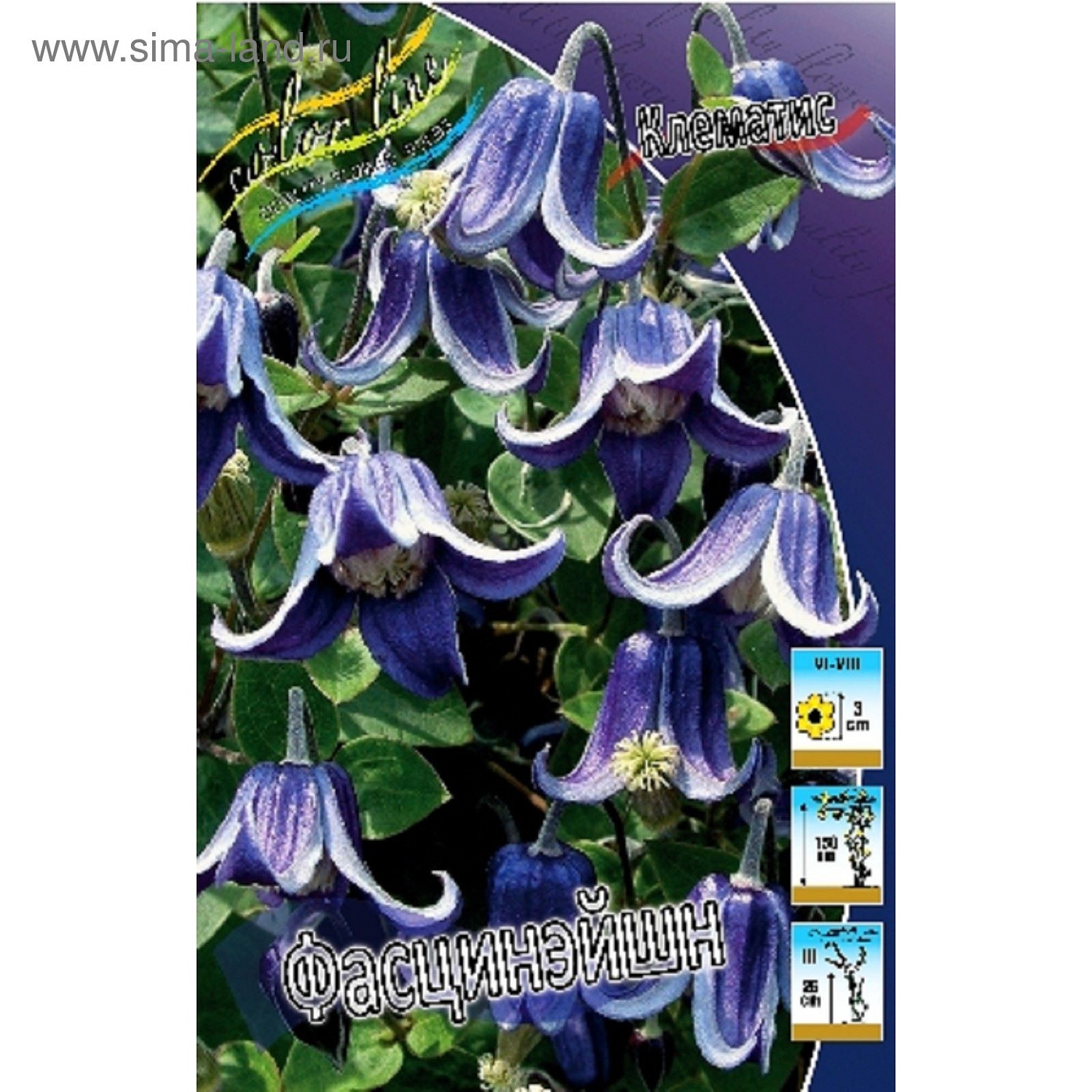 Клематис Фасцинэйшион 1шт (КолЛайн) 2шт/уп