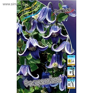 Клематис Фасцинэйшион 1шт (КолЛайн) 2шт/уп