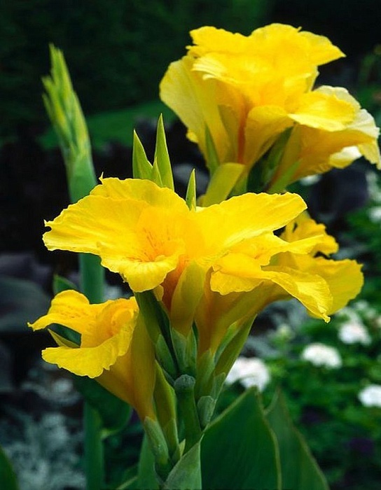 Канна Ричард Уоллас 1шт (КолЛайн) 2шт/уп