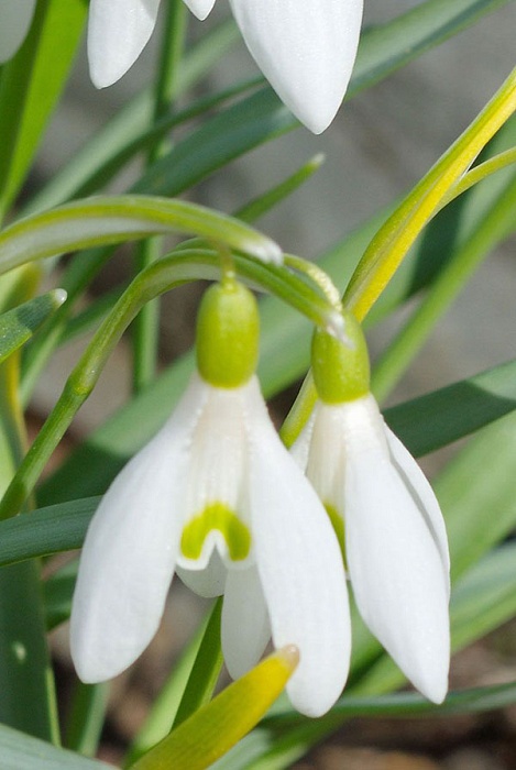 Подснежник Воронова 1шт 6/7 (Садовита) 5шт/уп