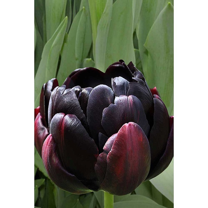 Тюльпан Блэк Хиро 11/12 1шт (Садовита) 7шт/уп