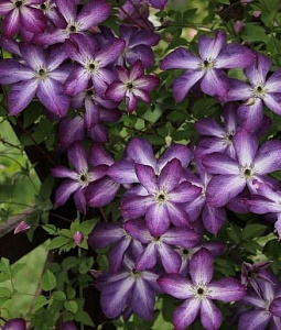 Клематис Веноза Виолацеа 1шт (КолЛайн)