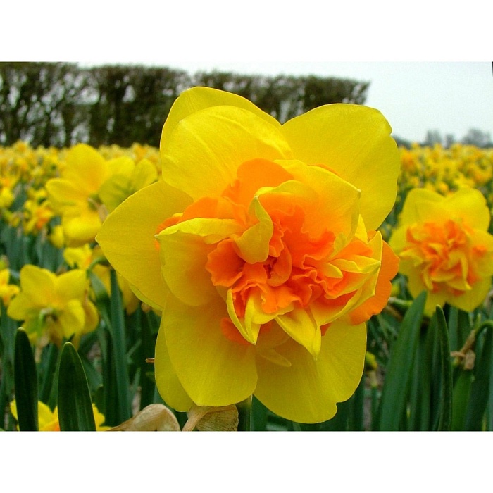Нарцисс Дабл Санрайз 12/14 1шт (КолЛайн) 5шт/уп
