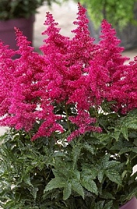 Астильба Биг Бэнд 1шт  (КолЛайн) 