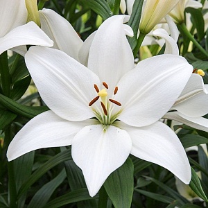 Лилия Брайт Диамонд 1шт (КолЛайн) 2шт/уп