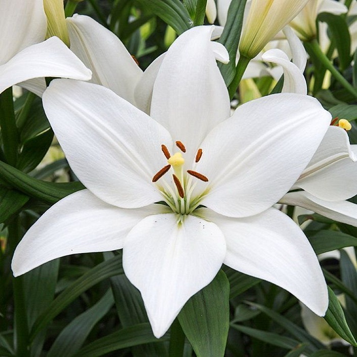 Лилия Брайт Диамонд 1шт (КолЛайн) 2шт/уп