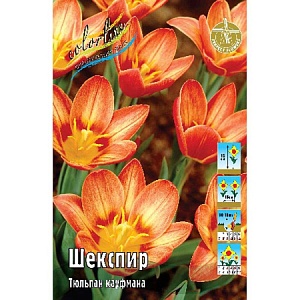 Тюльпан Шекспир 1шт (КолЛайн) 10шт/уп 