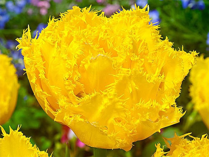 Тюльпан Экзотик Сан 1шт (КолЛайн) 2шт/уп 2й эффект