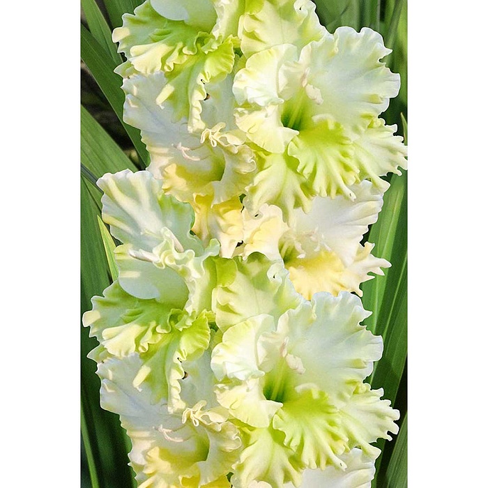 Гладиолус Брейк энд Даун 10/12 1шт (КолЛайн) 8шт/уп