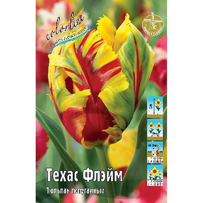 Тюльпан Техас Флэйм 1шт (КолЛайн) 7шт/уп