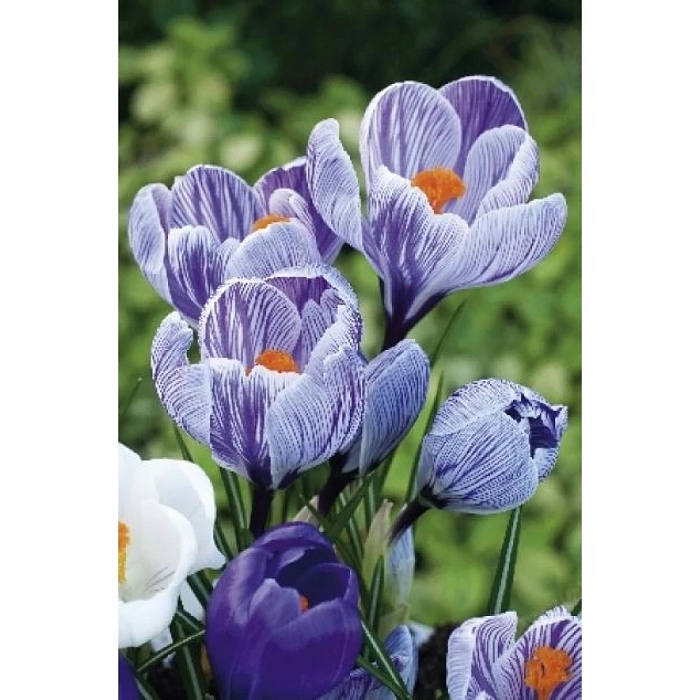Крокус Стрипед Бьюти 7/8 1шт (Садовита) 10шт/уп