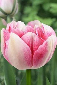 Тюльпан Финола 1шт (Садовита) 8шт/уп