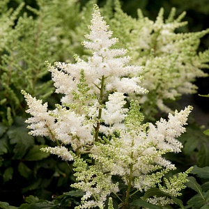 Астильба Уайт 1шт (КолЛайн)