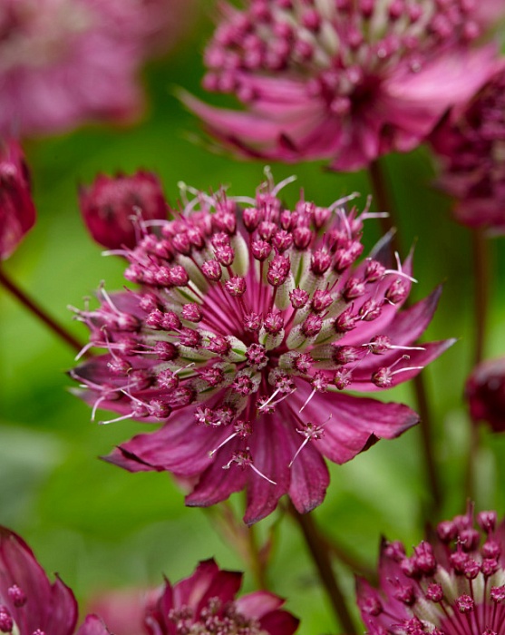 Астранция Спарклинг Старс Рэд 1шт (КолЛайн)