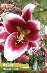 Лилия Фризо 12/14 1шт (КолЛайн) 