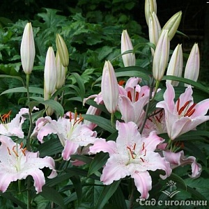 Лилия Виртуозо 1шт (КолЛайн) 2шт/уп