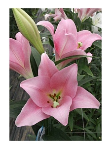 Лилия Варезе 10/12 1шт (КолЛайн) 2шт/уп