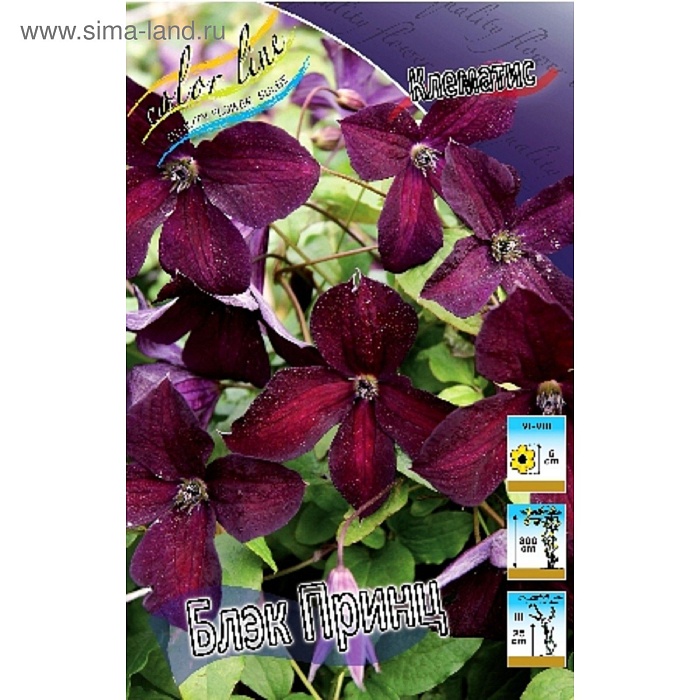 Клематис Блэк Принц 1шт (КолЛайн) 2шт/уп