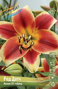 Лилия Ред Датч 12/14 1шт (КолЛайн) 5шт/уп