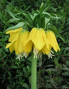 Фритиллярия Лютея 18/20 1шт (Садовита)