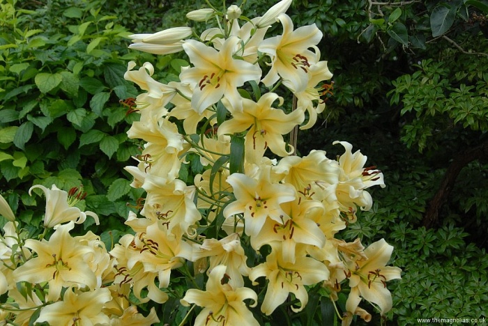 Лилия Ханимун 16/18 1шт (КолЛайн) 3шт/уп