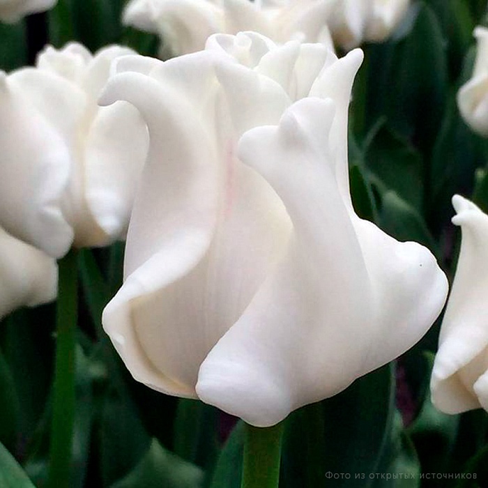 Тюльпан Уайт Либерстар 1шт (КолЛайн) 5шт/уп
