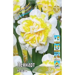 Нарцисс Леннарт 12/14 1шт (КолЛайн)