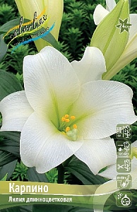 Лилия Карпино 12/14 1шт (КолЛайн) 7шт/уп
