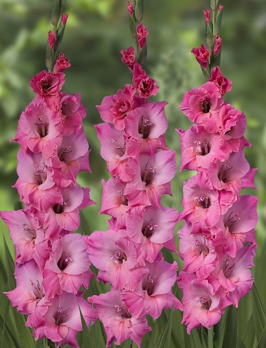 Гладиолус Барток12/14 1шт (НК) 6шт/уп