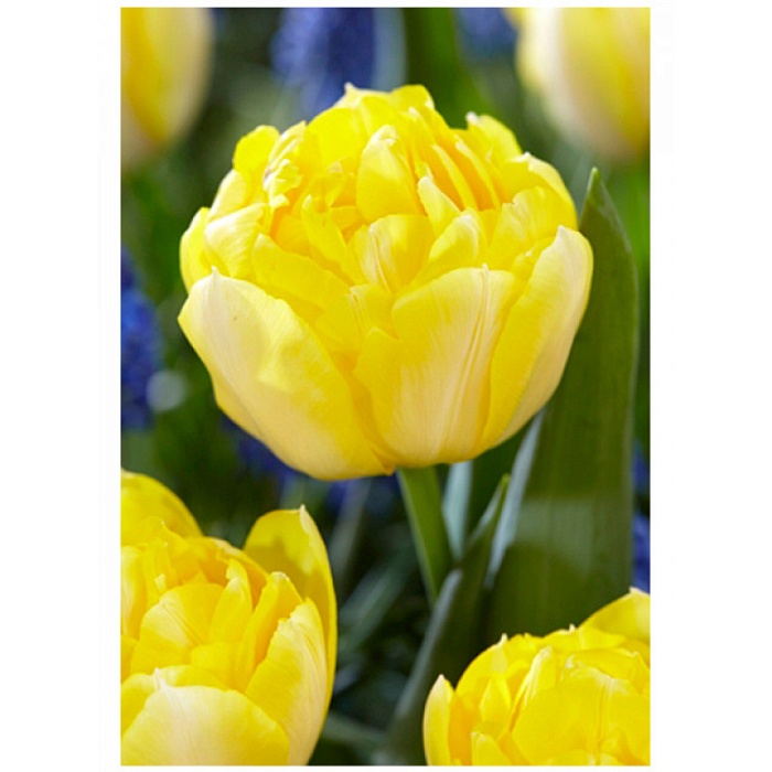 Тюльпан Секрет Парфюм 1шт (КолЛайн) 7шт/уп