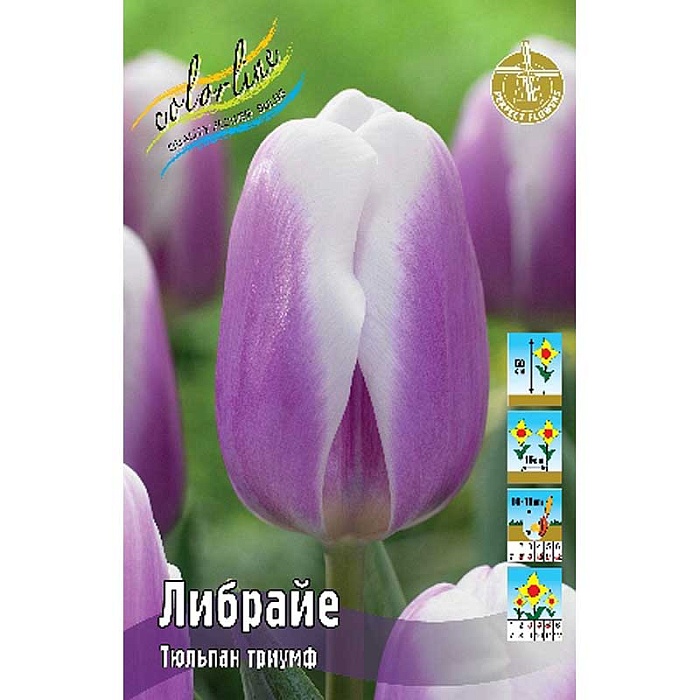 Тюльпан Либрайе 1шт (КолЛайн) 8шт/уп