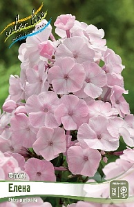 Флокс Елена 1шт (КолЛайн) 2шт/уп