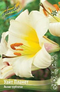 Лилия Уайт Планет 12/14 1шт (КолЛайн) 2шт/уп