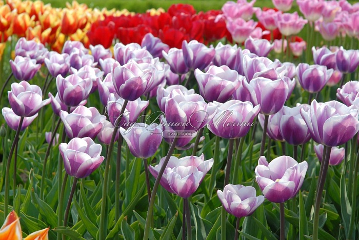 Тюльпан Либрайе 1шт (КолЛайн) 7шт/уп