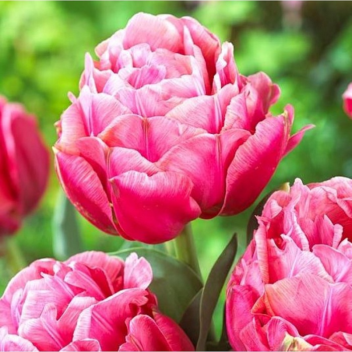 Тюльпан Адоре 1шт (КолЛайн) 7шт/уп