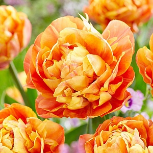 Тюльпан Валдивия 1шт (КолЛайн) 7шт/уп