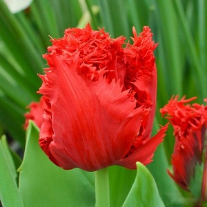 Тюльпан Индиана 1шт (КолЛайн) 3шт/уп