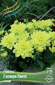 Георгина Гэллери Пинто 1шт (КолЛайн)