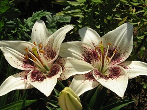 Лилия Центерфольд 12/14 1шт (КолЛайн) 7шт/уп