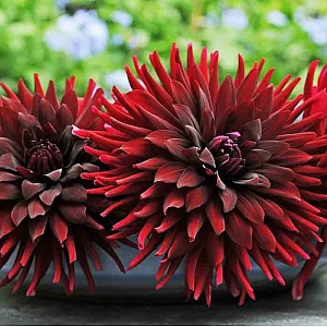 Георгина Бригитта Алида 1шт (КолЛайн)