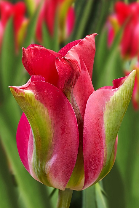 Тюльпан Бангкок 11/12 1шт (Садовита) 7шт/уп