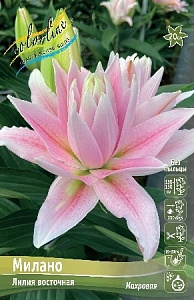 Лилия Милано 12/14 1шт (КолЛайн)