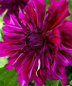 Георгина Пурпл Тайхейо 1шт(КолЛайн)