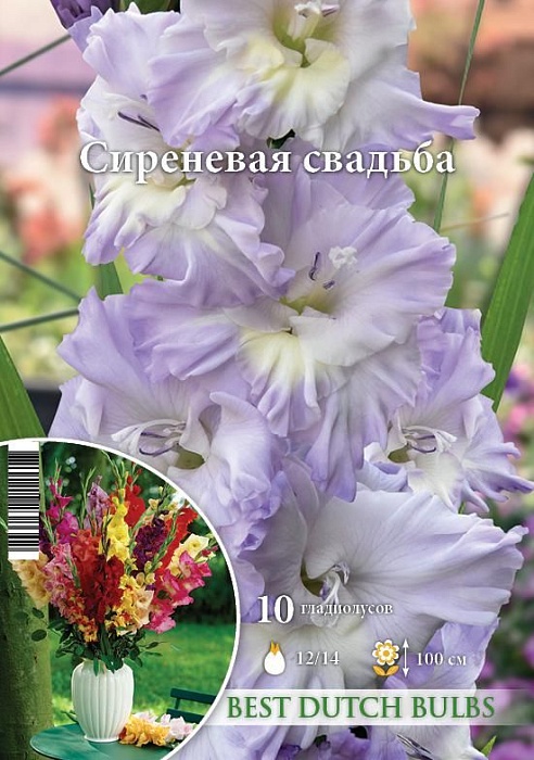 Гладиолус Сиреневая свадьба 12/14 1шт (НК) 10шт/уп