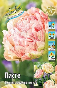 Тюльпан Писте 1шт (КолЛайн) 5шт/уп