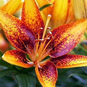 Лилия Тайни Сенсейшн 10/12 1шт (КолЛайн) 7шт/уп