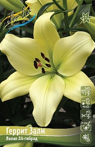 Лилия Геррит Залм 12/14 1шт (КолЛайн) 2шт/уп