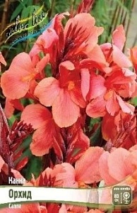 Канна Орхид 1шт (КолЛайн)