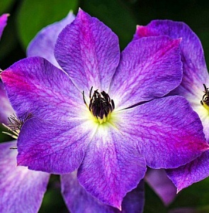 Клематис Клаудберст 1шт (КолЛайн)